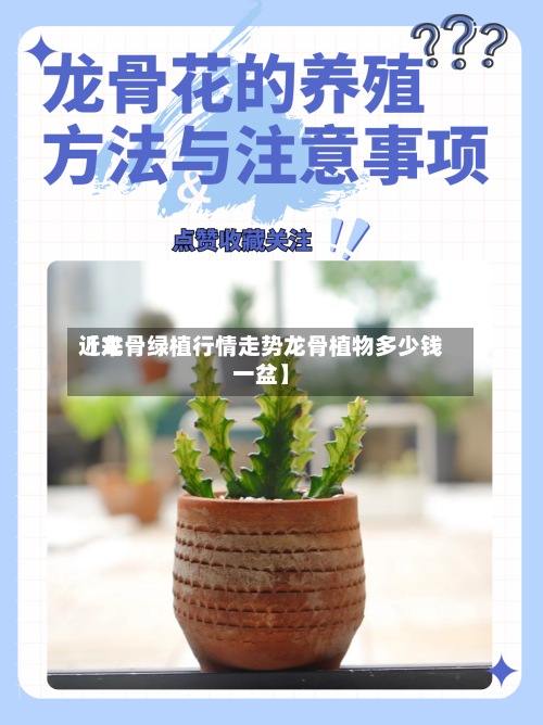 近来
【龙骨绿植行情走势龙骨植物多少钱一盆】