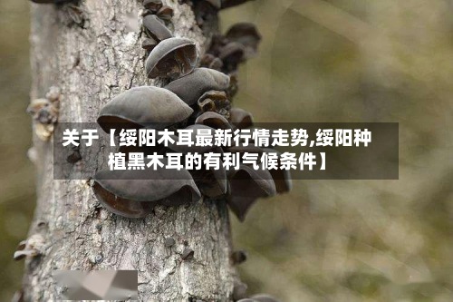 关于【绥阳木耳最新行情走势,绥阳种植黑木耳的有利气候条件】