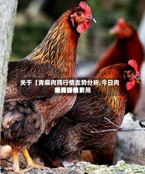 关于【青麻肉鸡行情走势分析,今日肉鸡青脚麻费用最新行情】
