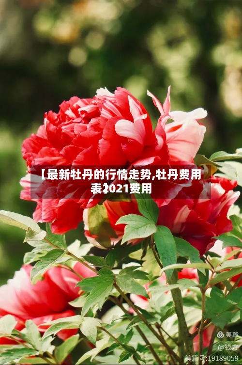 【最新牡丹的行情走势,牡丹费用
表2021费用
表】