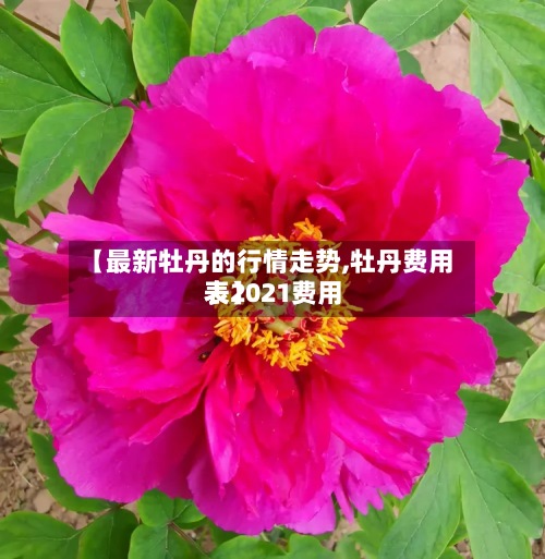 【最新牡丹的行情走势,牡丹费用
表2021费用
表】-第2张图片