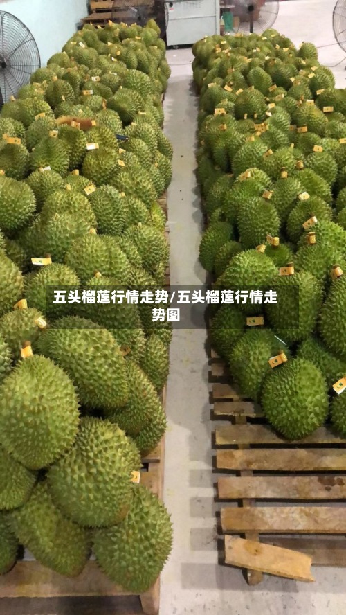 五头榴莲行情走势/五头榴莲行情走势图