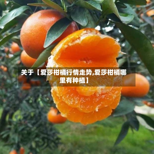 关于【爱莎柑橘行情走势,爱莎柑橘哪里有种植】-第2张图片