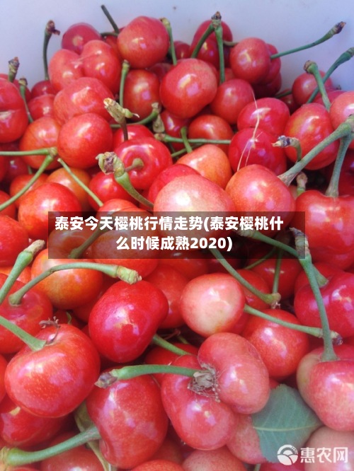 泰安今天樱桃行情走势(泰安樱桃什么时候成熟2020)-第2张图片