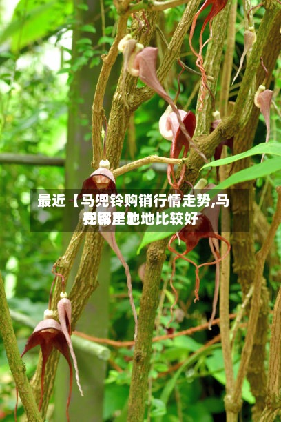 最近【马兜铃购销行情走势,马兜铃产地地比较好在哪里】-第3张图片
