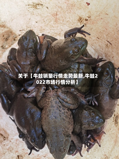 关于【牛蛙销量行情走势最新,牛蛙2022市场行情分析】-第2张图片