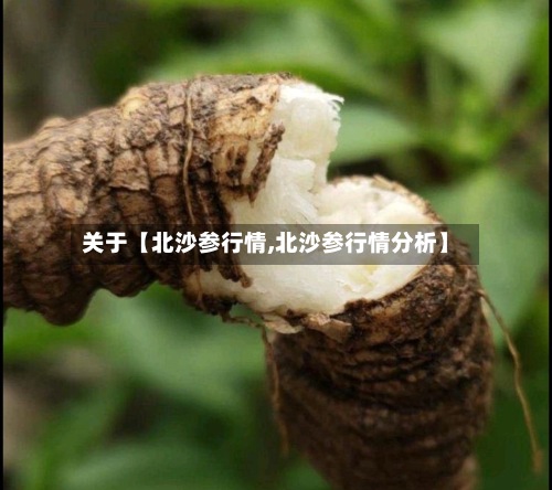 关于【北沙参行情,北沙参行情分析】