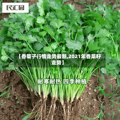 【香菜子行情走势最新,2021年香菜籽走势】