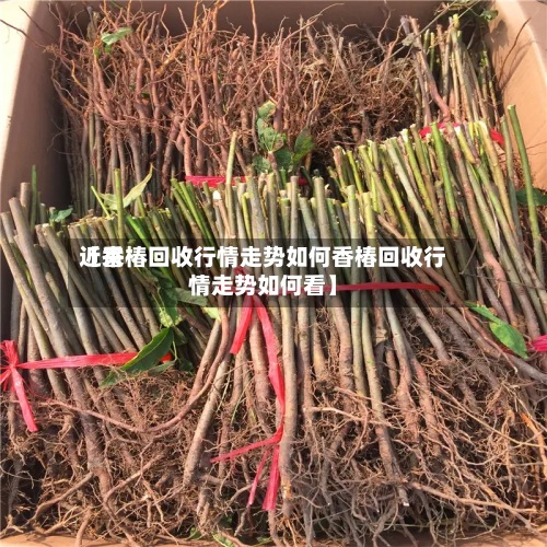 近来
【香椿回收行情走势如何香椿回收行情走势如何看】-第2张图片