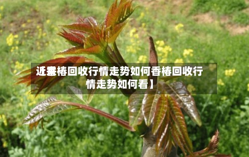 近来
【香椿回收行情走势如何香椿回收行情走势如何看】-第3张图片
