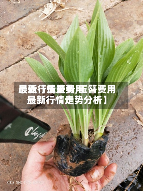 最近【玉簪费用
最新行情走势,玉簪费用
最新行情走势分析】-第2张图片