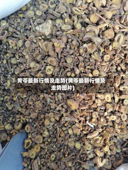 黄芩最新行情及走势(黄芩最新行情及走势图片)