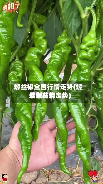螺丝椒全国行情走势(螺丝椒费用最新行情走势)-第2张图片
