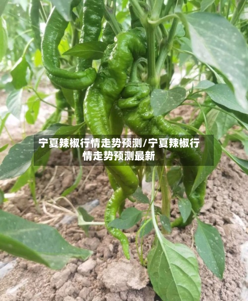 宁夏辣椒行情走势预测/宁夏辣椒行情走势预测最新-第3张图片