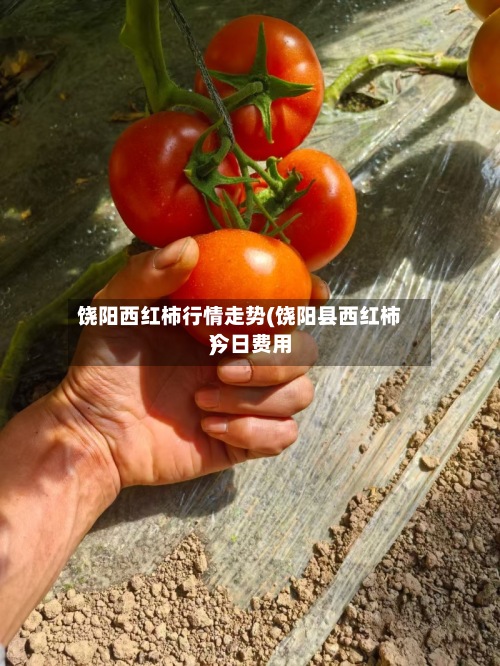 饶阳西红柿行情走势(饶阳县西红柿今日费用
)