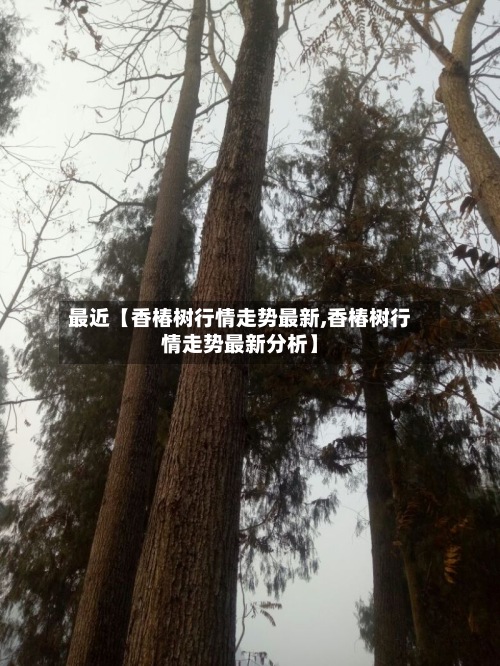 最近【香椿树行情走势最新,香椿树行情走势最新分析】-第2张图片