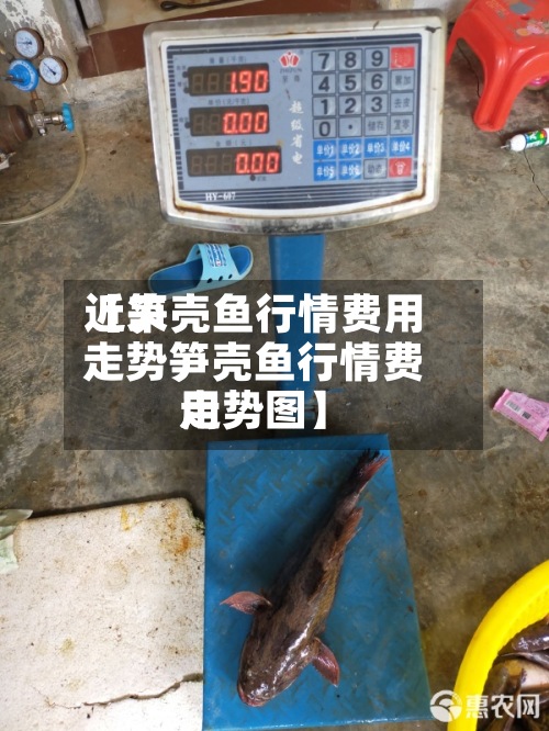 近来【笋壳鱼行情费用走势笋壳鱼行情费用走势图】-第3张图片