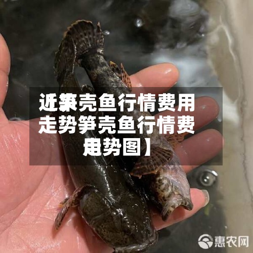 近来【笋壳鱼行情费用走势笋壳鱼行情费用走势图】-第2张图片
