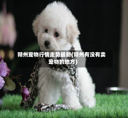 朔州宠物行情走势最新(朔州有没有卖宠物的地方)