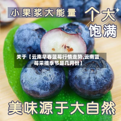 关于【云南早春蓝莓行情走势,云南蓝莓采摘季节是几月份】-第3张图片