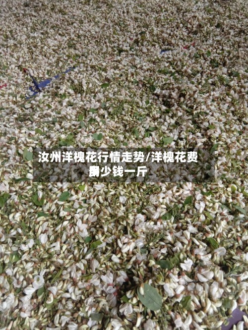 汝州洋槐花行情走势/洋槐花费用
多少钱一斤