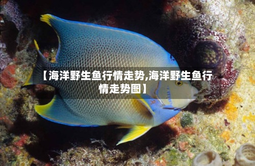 【海洋野生鱼行情走势,海洋野生鱼行情走势图】