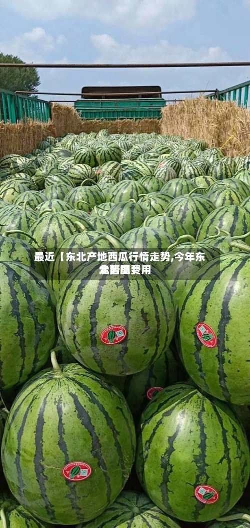 最近【东北产地西瓜行情走势,今年东北西瓜费用
走势图】