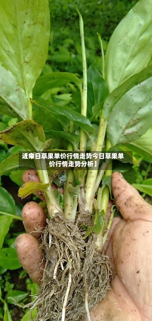 近来【今日草果单价行情走势今日草果单价行情走势分析】