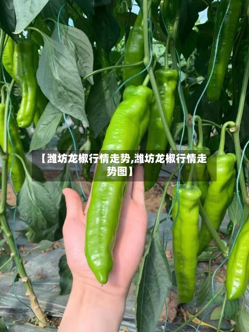 【潍坊龙椒行情走势,潍坊龙椒行情走势图】-第2张图片