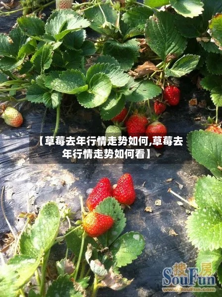 【草莓去年行情走势如何,草莓去年行情走势如何看】