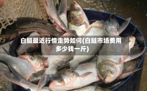 白鲢最近行情走势如何(白鲢市场费用
多少钱一斤)