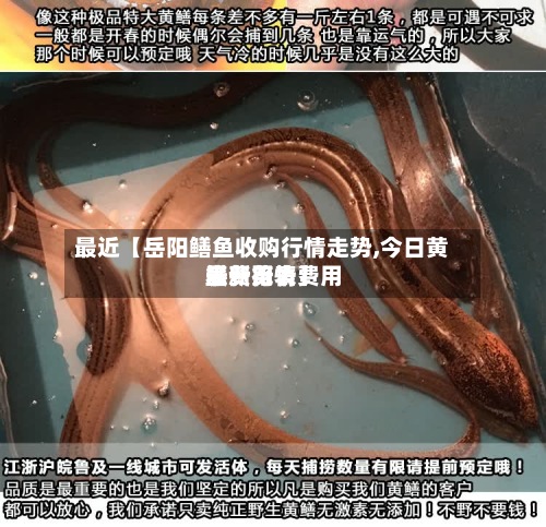 最近【岳阳鳝鱼收购行情走势,今日黄鳝费用
最新行情费用
表一览表】