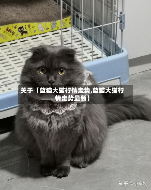 关于【蓝猫大猫行情走势,蓝猫大猫行情走势最新】