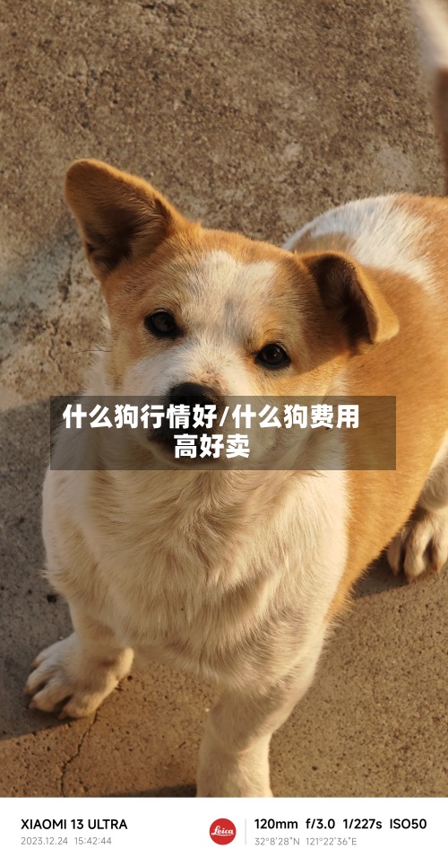 什么狗行情好/什么狗费用
高好卖