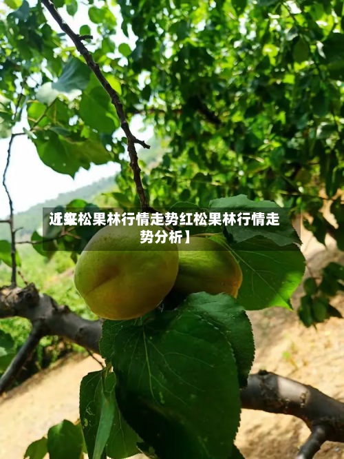 近来
【红松果林行情走势红松果林行情走势分析】