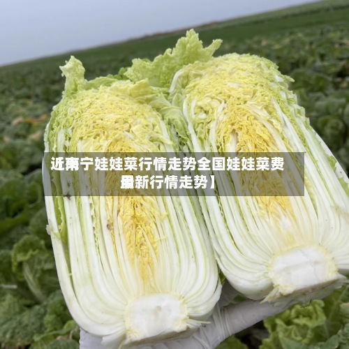 近来
【南宁娃娃菜行情走势全国娃娃菜费用
最新行情走势】