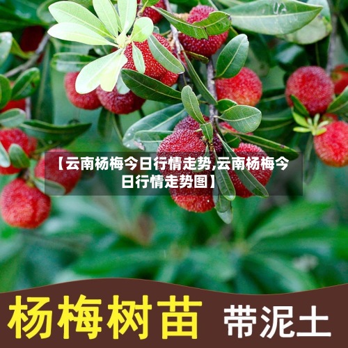 【云南杨梅今日行情走势,云南杨梅今日行情走势图】