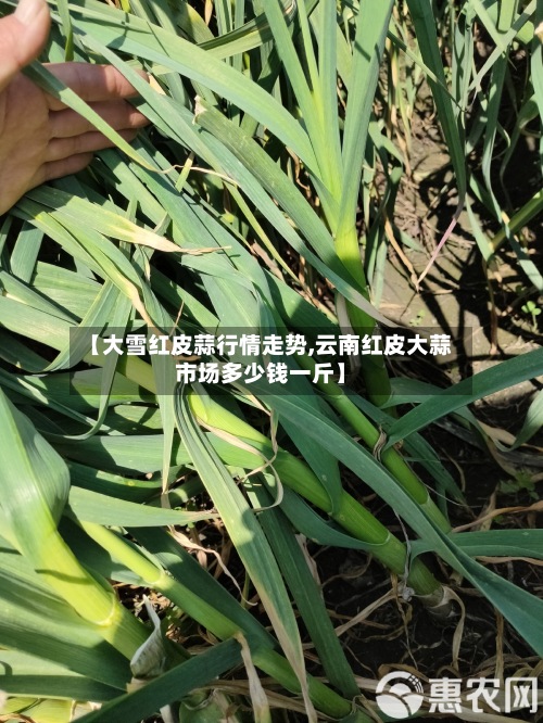 【大雪红皮蒜行情走势,云南红皮大蒜市场多少钱一斤】-第3张图片