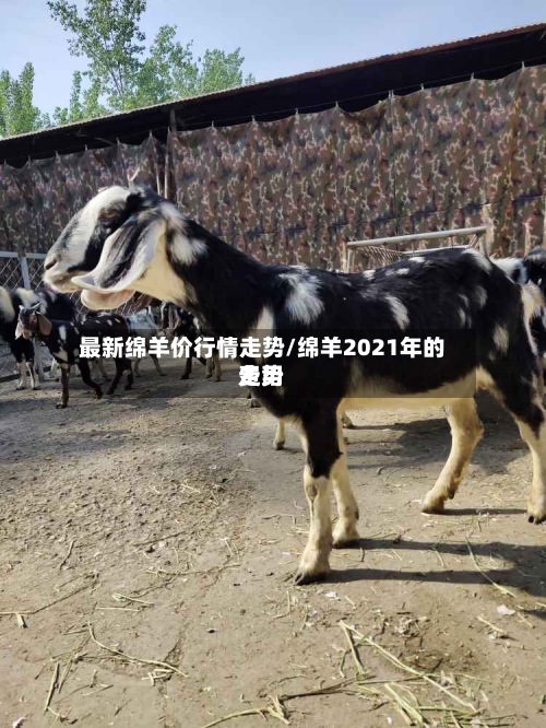 最新绵羊价行情走势/绵羊2021年的费用
走势
