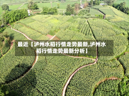 最近【泸州水稻行情走势最新,泸州水稻行情走势最新分析】
