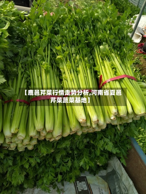 【鹿邑芹菜行情走势分析,河南省夏邑芹菜蔬菜基地】