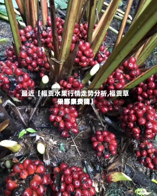 最近【福贡水果行情走势分析,福贡草果鲜果费用
一市多少钱】