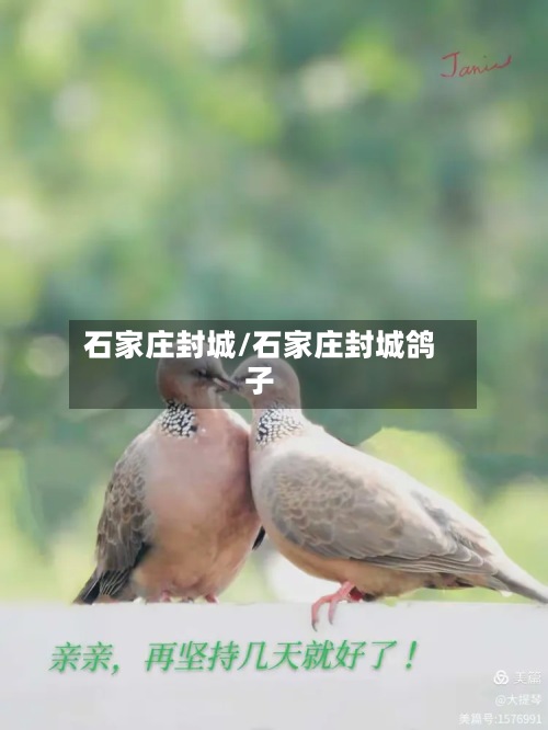 石家庄封城/石家庄封城鸽子-第2张图片