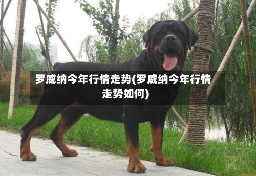 罗威纳今年行情走势(罗威纳今年行情走势如何)-第2张图片