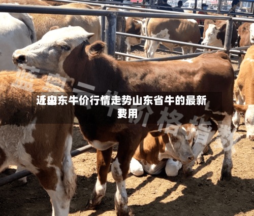 近来【山东牛价行情走势山东省牛的最新费用】-第2张图片