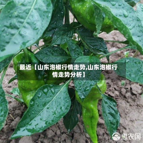 最近【山东泡椒行情走势,山东泡椒行情走势分析】-第2张图片