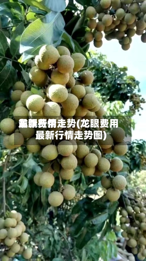 龙眼费用
最新行情走势(龙眼费用
最新行情走势图)