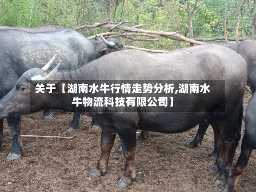 关于【湖南水牛行情走势分析,湖南水牛物流科技有限公司】-第2张图片