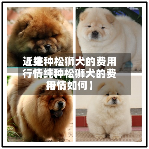 近来
【纯种松狮犬的费用
行情纯种松狮犬的费用
行情如何】