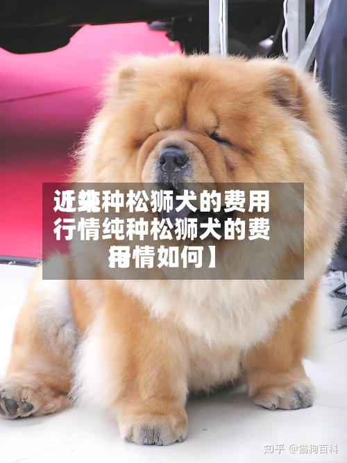 近来
【纯种松狮犬的费用
行情纯种松狮犬的费用
行情如何】-第2张图片